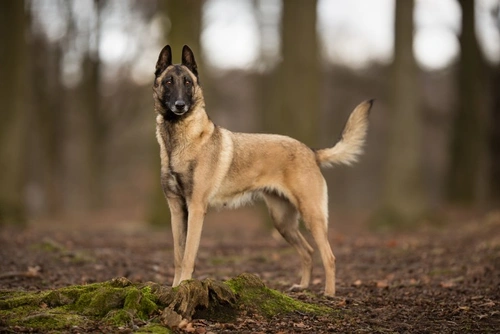 4 datos clave sobre la raza de perro Pastor Belga Malinois