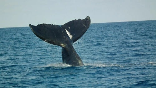 Microplásticos marinos: amenaza mortal para ballenas y tiburones