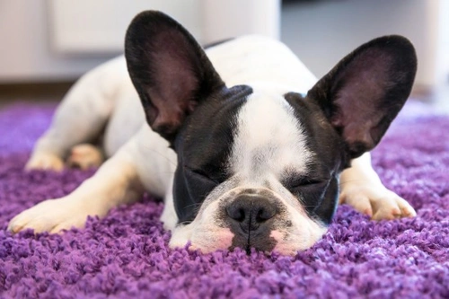Hábitos de sueño de los cachorros: lo que debes saber