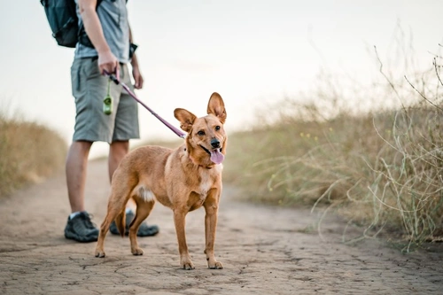 First UK case of dog-to-dog leishmaniosis transmission