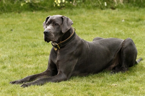 Immune Mediated Polyarthritis in Dogs: Causes, Symptoms & Treatment