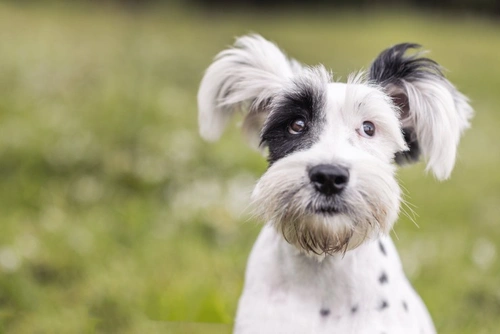 Mandatory microchipping law proves effective in Wales