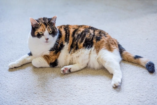 Can Female Cats Scent Mark by Spraying? Understanding Causes & Solutions