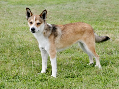 Complete Guide to Lundehund Syndrome DNA Testing for Norwegian Lundehunds