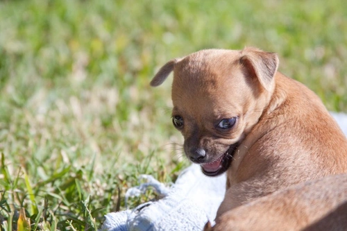 ¿Son agresivos los Chihuahuas? Comprendiendo su temperamento