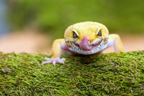 5 Exotic Pets Suitable as Family Pets for Kids