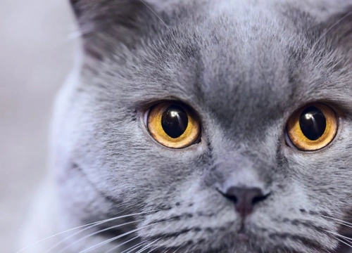 Dermatitis in Cats: Causes, Symptoms & Treatment Guide