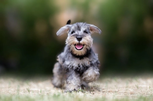Is Owning a Dog a Health or Hygiene Risk? What You Should Know