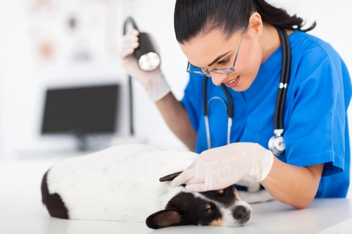 Dog Psoriasis Treatment: Manage Your Dog's Skin Comfort