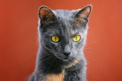 Top 4 Common Health Issues That Affect Cats