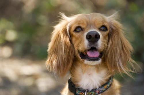Are Dogs Lactose Intolerant? Can They Safely Have Dairy?