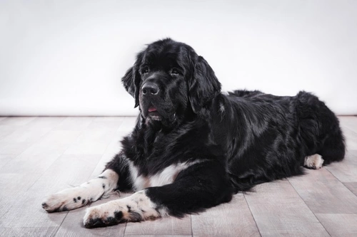 Gastric Dilatation-Volvulus Syndrome in Dogs: A Complete Guide