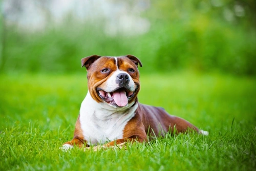 Five Medium and Large Terrier Breeds Worth a Second Look