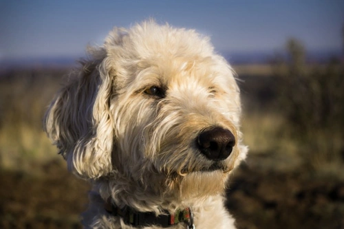 Effective Ways to Reduce Dog Shedding in 2025 UK