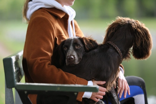 Finding pets online: how to safeguard animal welfare