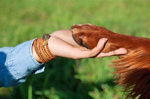 How to disinfect and care for minor dog skin scratches