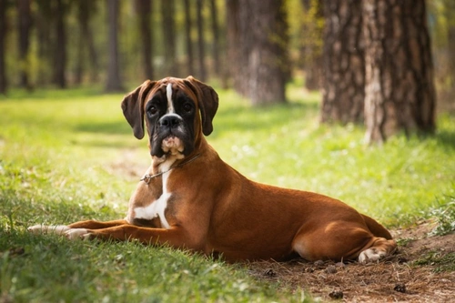 9 Common Eye Problems in Brachycephalic Dogs: Symptoms & Care UK 2025