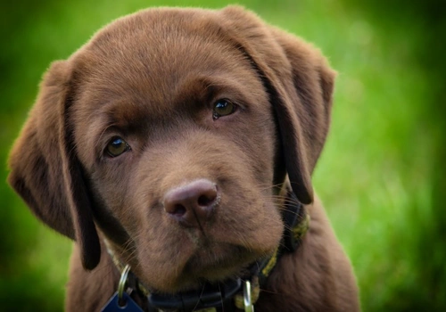 How to Manage Eye Scratches in Puppies Safely
