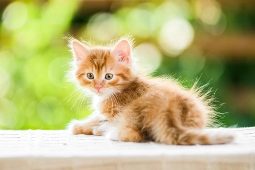 Por qué los gatos necesitan antibióticos: usos y cuidado responsable