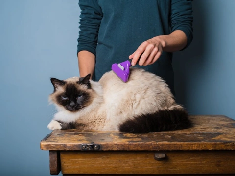 7 Effective Tips to Keep Cat Hair Under Control at Home