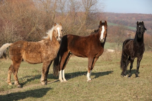Understanding the Pecking Order of Horses: Social Hierarchy Explained