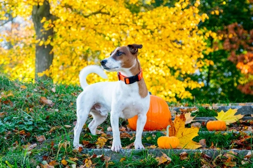 How to Safely Involve Your Dog in Halloween 2025