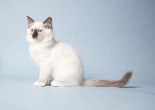 Ragdoll vs Ragamuffin: Key Differences Explained