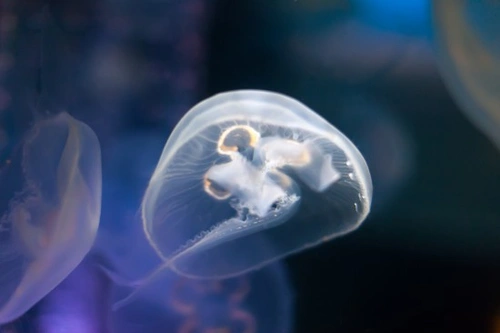 Can You Keep Jellyfish in Your Aquarium? Complete Guide