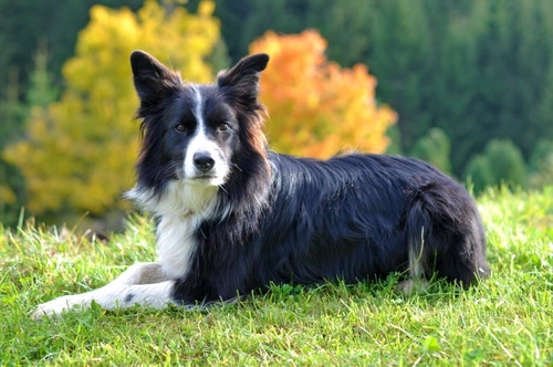 ¿Es Inteligente Tu Perro? 6 Señales para Detectar Perros Listos