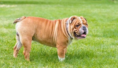 Pyloric Stenosis in Dogs: Acquired and Congenital Guide