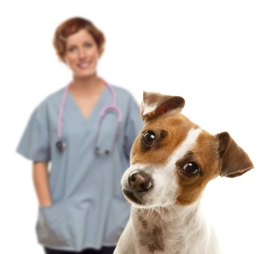 What Microchipping a Pet Doesn’t Protect Against: Key Limits