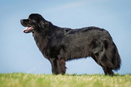 Safe Spices and Cupboard Supplements for Dogs: Benefits & Use