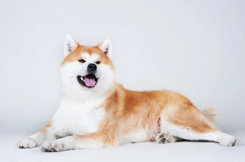Mantén feliz a tu perro Spitz: ejercicio, dieta y vínculo