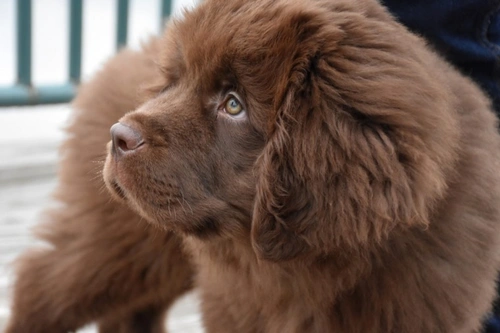Are some dogs safer with children? UK expert insights