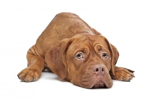 5 maneras de estresar a tu perro sin saberlo