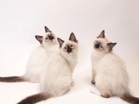 Gato Ragdoll: Gigante gentil con personalidad de perro