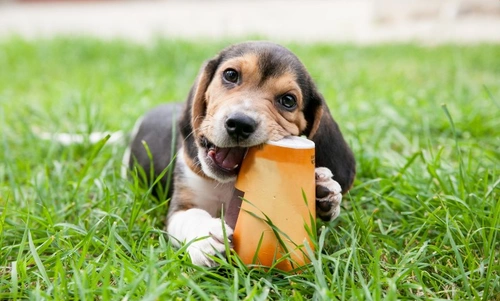 Can You Get a Puppy If You Work Full Time? Essential Tips