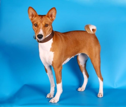 Top Quiet Dog Breeds That Bark Less: Guide 2025