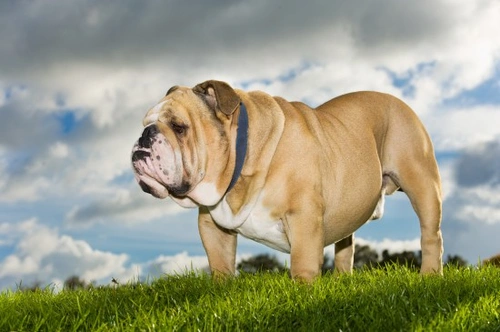 Bulldog Health Problems: Key Risks and Care Guide