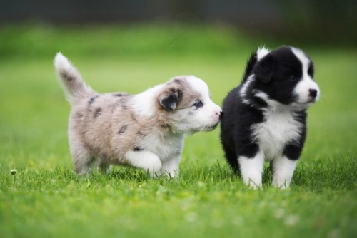 How Clever Are Border Collies? Discover Their Extraordinary Intelligence