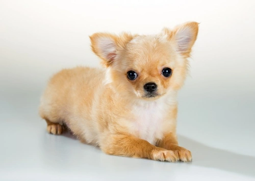 Chihuahua Dental Care: Preventing Common Oral Issues