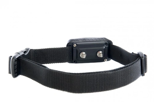Ban on Electric Shock Collars for Dogs and Cats in England