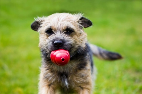 What to Do if Your Dog Eats a Toy or Other Inedible Object