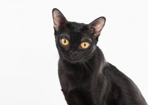 Bombay Cat Breed FAQs: Personality, Care & Health