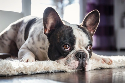 Dogs and Lead Toxicity: Symptoms, Causes & Treatment