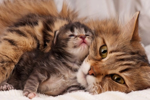 Edad ideal para que los gatitos se separen de su madre