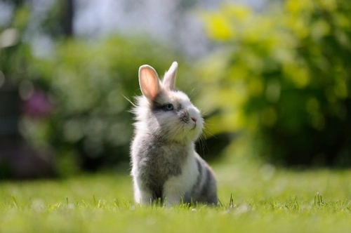 How to Convert a Garden Shed for Rabbits Safely