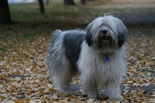 Owczarek Nizinny: Friendly Polish Lowland Sheepdog Guide