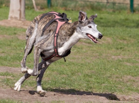 Retired Racing Greyhounds as Loving Family Pets