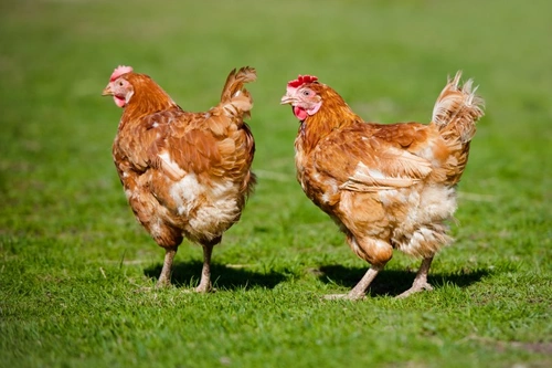 Can You Feed Human Food and Kitchen Scraps to Chickens?